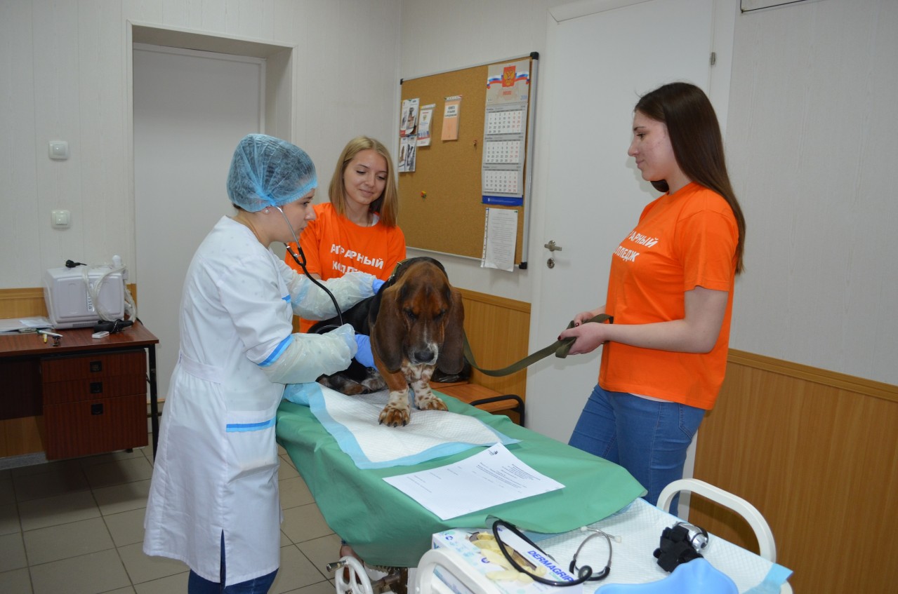 Проведение Демонстрационного экзамена по компетенции «Ветеринария»